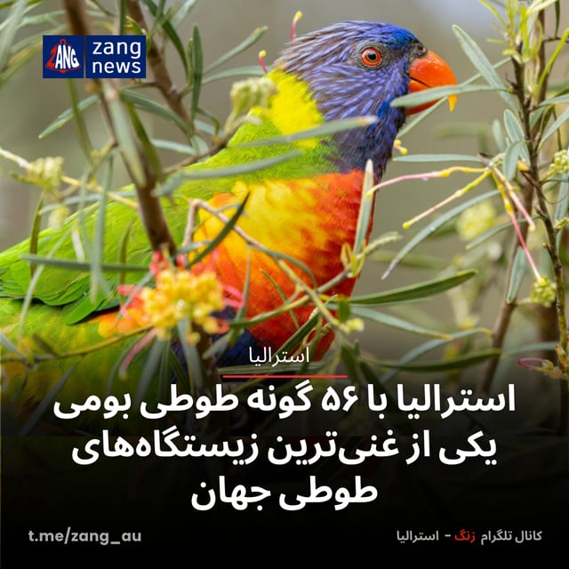 استرالیا با ۵۶ گونه طوطی بومی، یکی از غنی‌ترین زیستگاه‌های طوطی‌ جهان