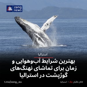 بهترین شرایط آب‌وهوایی و زمان برای تماشای نهنگ‌های گوژپشت در استرالیا