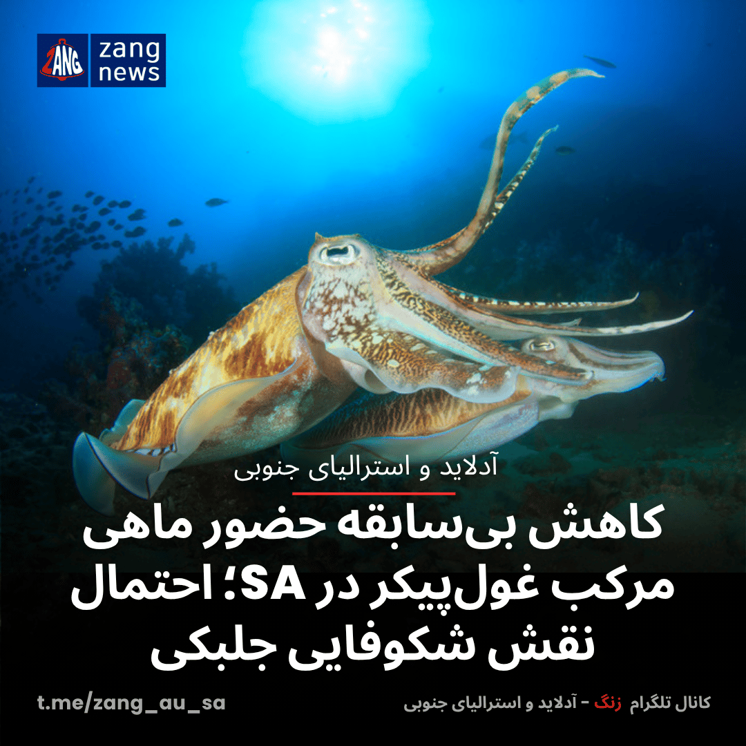 کاهش بی‌سابقه حضور ماهی مرکب غول‌پیکر در SA؛ احتمال نقش شکوفایی جلبکی