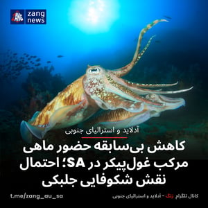 کاهش بی‌سابقه حضور ماهی مرکب غول‌پیکر در SA؛ احتمال نقش شکوفایی جلبکی