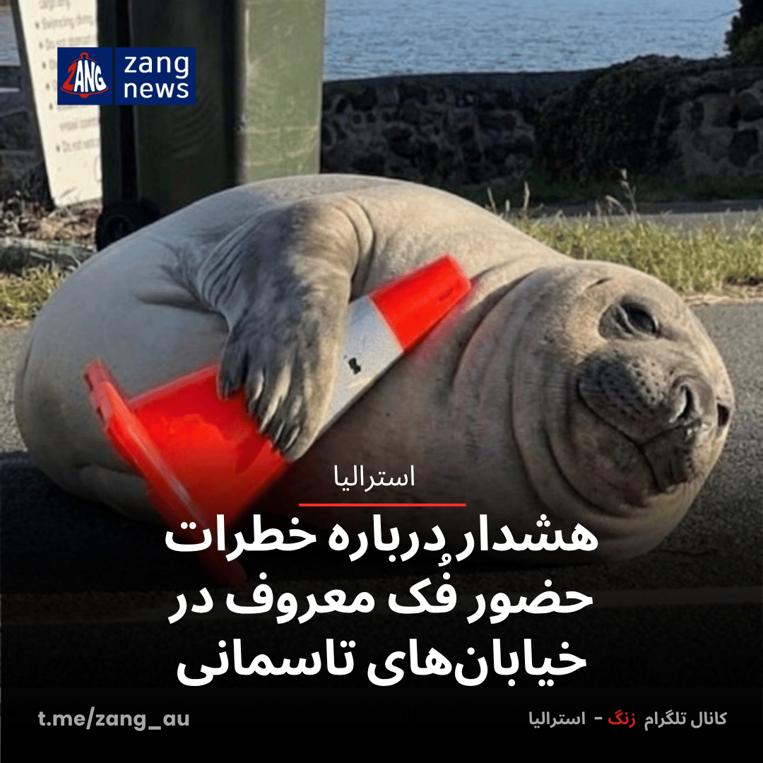هشدار درباره خطرات حضور فُک معروف در خیابان‌های تاسمانی