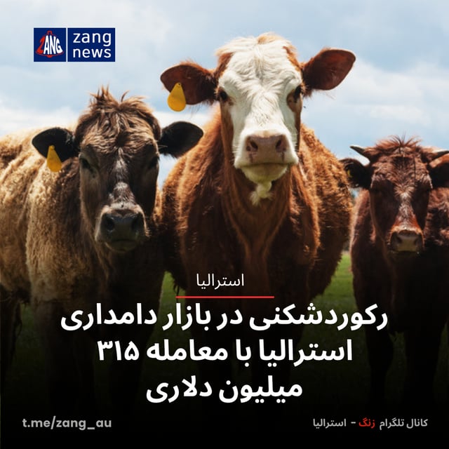 رکوردشکنی در بازار دامداری استرالیا با معامله ۳۱۵ میلیون دلاری