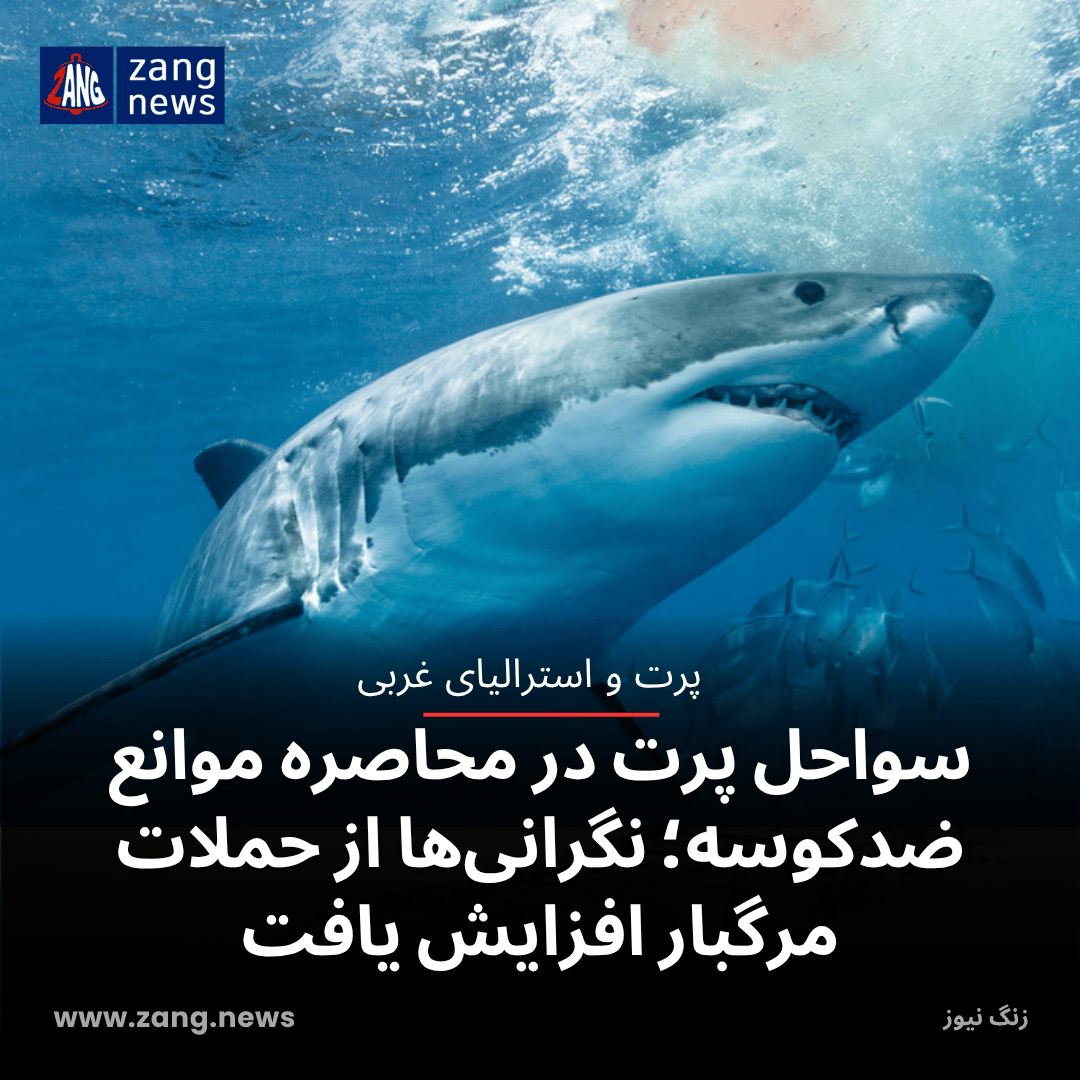 سواحل پرت در محاصره موانع ضدکوسه؛ نگرانی‌ها از حملات مرگبار افزایش یافت