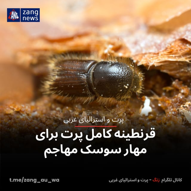 قرنطینه کامل پرت برای مهار سوسک مهاجم