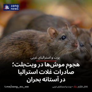 هجوم موش‌ها در ویت‌بلت؛ صادرات غلات استرالیا در آستانه بحران