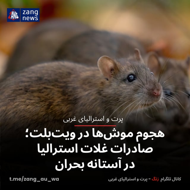 هجوم موش‌ها در ویت‌بلت؛ صادرات غلات استرالیا در آستانه بحران