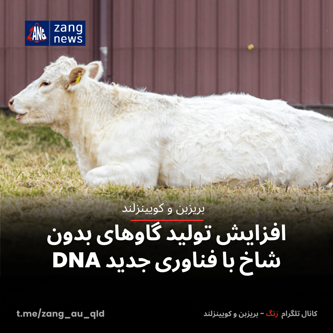 افزایش تولید گاوهای بدون شاخ با فناوری جدید DNA