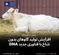 افزایش تولید گاوهای بدون شاخ با فناوری جدید DNA