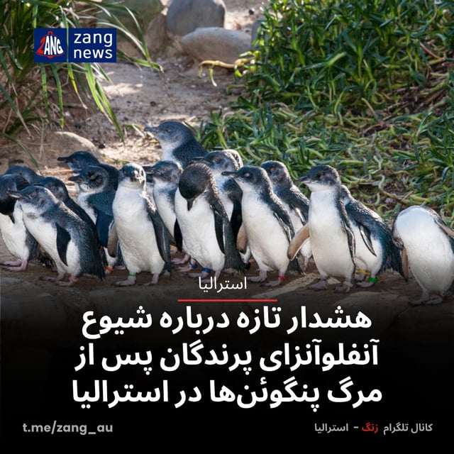 هشدار تازه درباره شیوع آنفلوآنزای پرندگان پس از مرگ پنگوئن‌ها در استرالیا