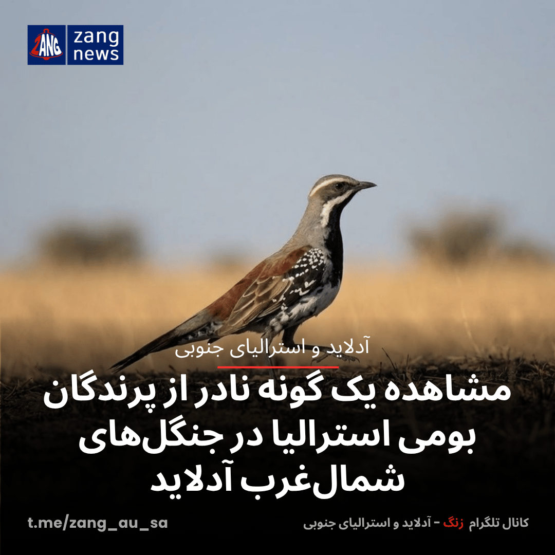 مشاهده یک گونه نادر از پرندگان بومی استرالیا در جنگل‌های شمال‌غرب آدلاید