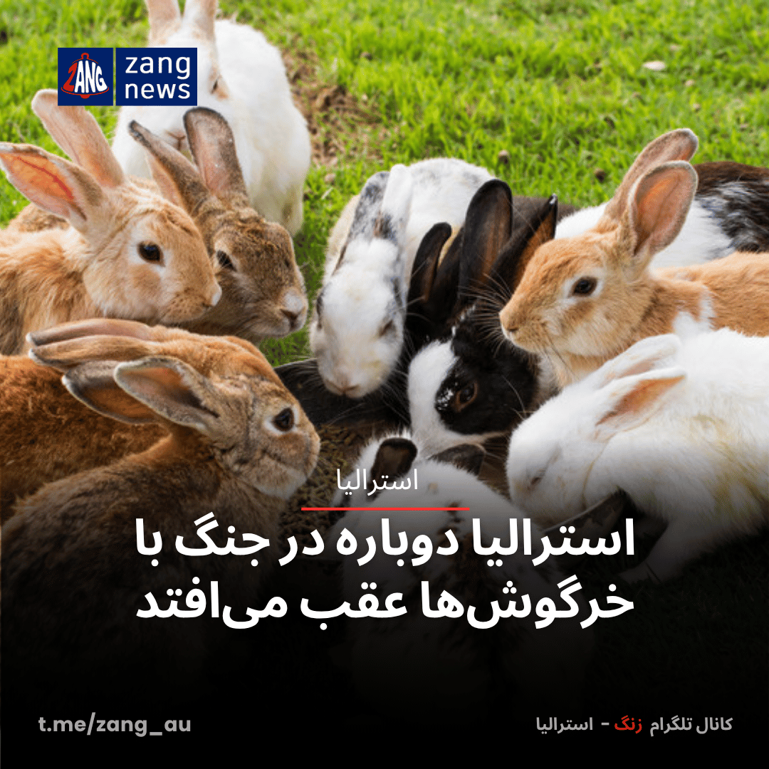 استرالیا دوباره در جنگ با خرگوش‌ها عقب می‌افتد