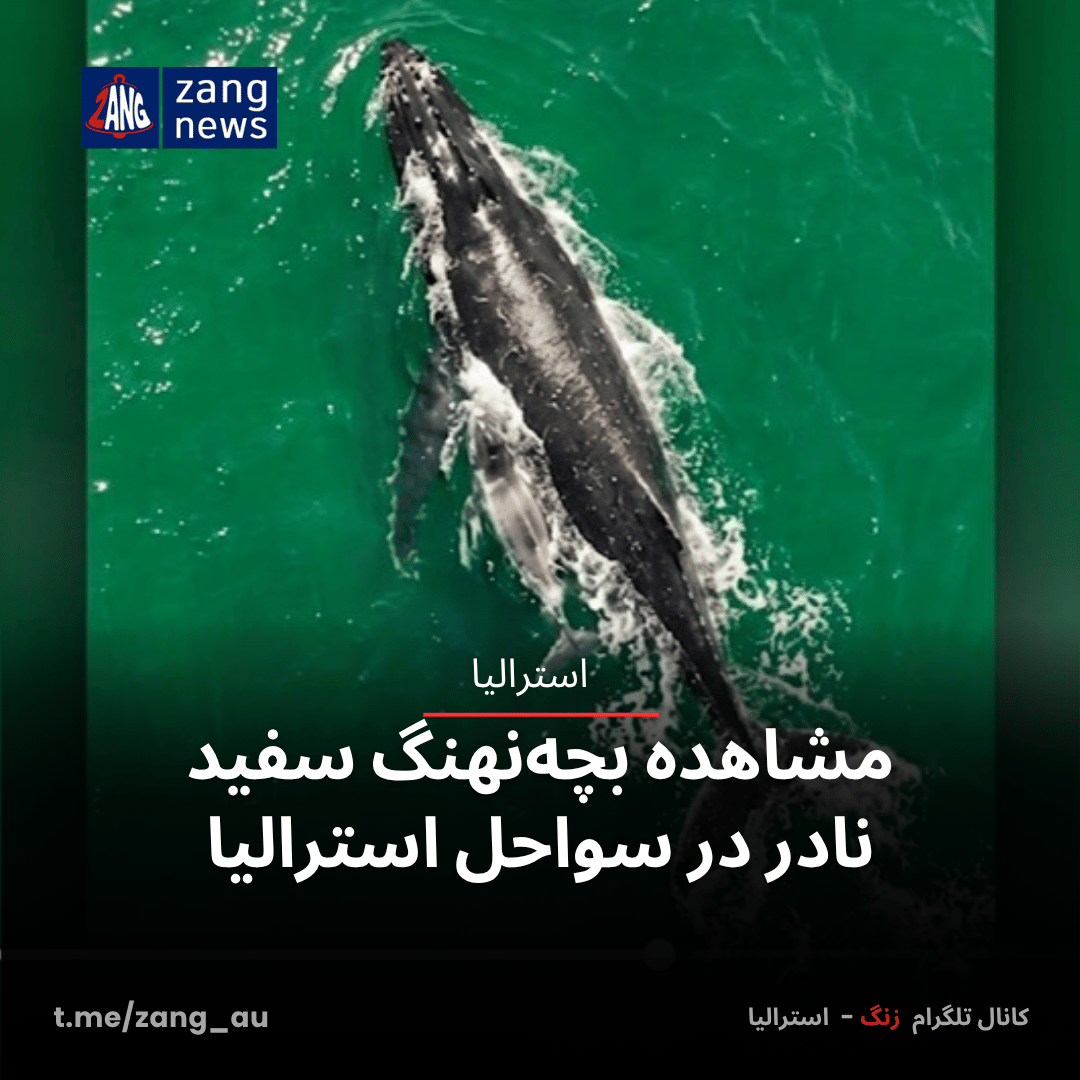 مشاهده بچه‌نهنگ سفید نادر در سواحل استرالیا