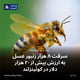 سرقت ۸ هزار زنبور عسل به ارزش بیش از ۲۰ هزار دلار در کوئینزلند