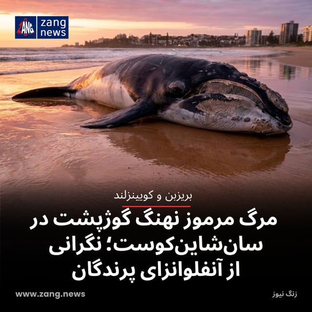 مرگ مرموز نهنگ گوژپشت در سان‌شاین‌کوست؛ نگرانی از آنفلوانزای پرندگان