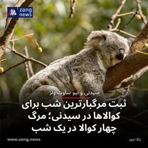 ثبت مرگبارترین شب برای کوالاها در سیدنی؛ مرگ چهار کوالا در یک شب