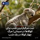 ثبت مرگبارترین شب برای کوالاها در سیدنی؛ مرگ چهار کوالا در یک شب