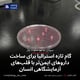 گام تازه استرالیا برای ساخت داروهای ایمن‌تر با قلب‌های آزمایشگاهی انسان