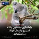 راه‌اندازی نخستین بانک اسپرم و تخمک کوالا در کوئینزلند