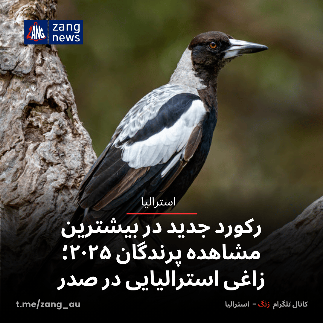 رکورد جدید در بیشترین مشاهده پرندگان ۲۰۲۵؛ زاغی استرالیایی در صدر
