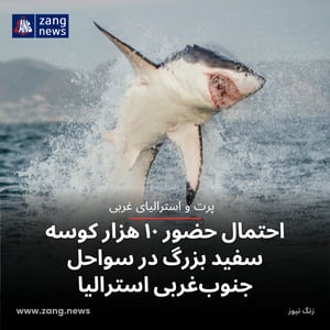 احتمال حضور ۱۰ هزار کوسه سفید بزرگ در سواحل جنوب‌غربی استرالیا