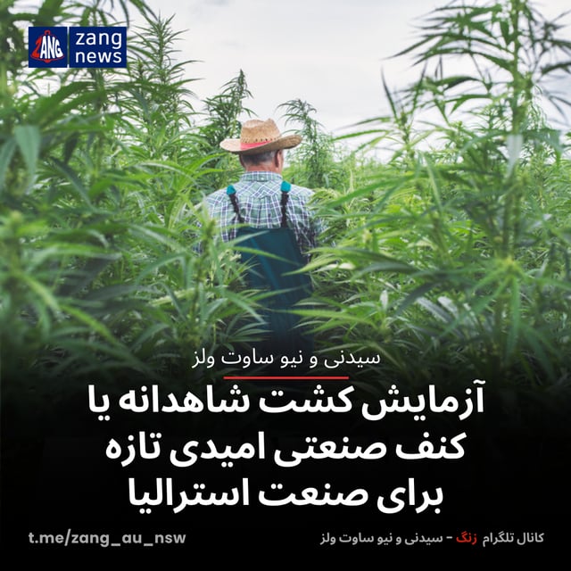 آزمایش کشت شاهدانه یا کنف صنعتی امیدی تازه‌ برای صنعت استرالیا