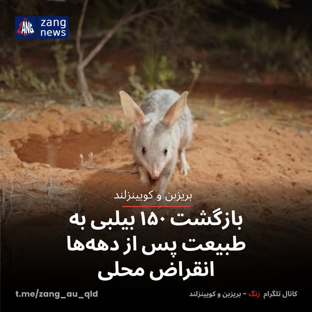 بازگشت ۱۵۰ بیلبی به طبیعت پس از دهه‌ها انقراض محلی