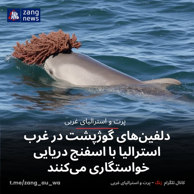 دلفین‌های گوژپشت در غرب استرالیا با اسفنج دریایی خواستگاری می‌کنند