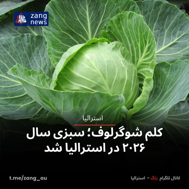 کلم شوگرلوف؛ سبزی سال ۲۰۲۶ در استرالیا شد