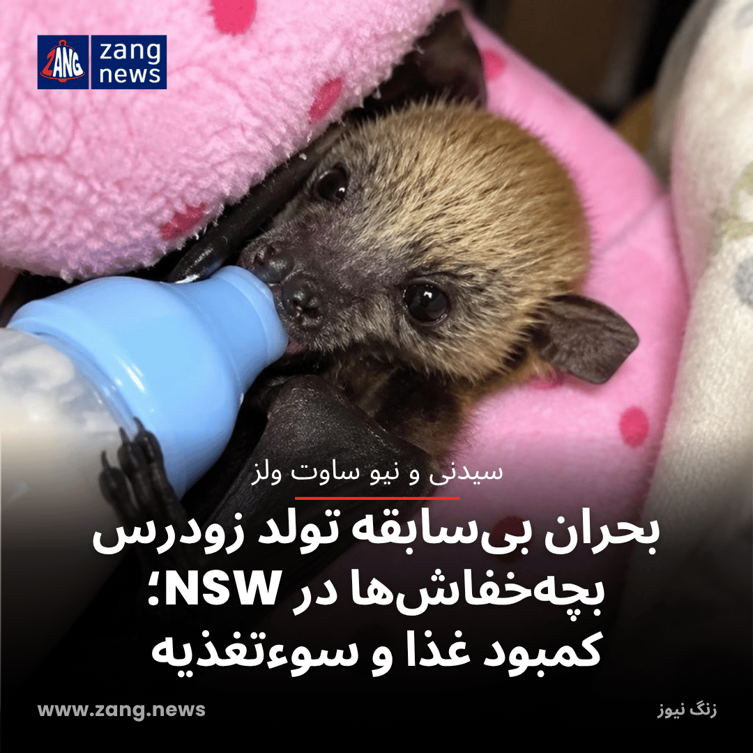 بحران بی‌سابقه تولد زودرس بچه‌خفاش‌ها در NSW؛ کمبود غذا و سوءتغذیه