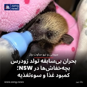 بحران بی‌سابقه تولد زودرس بچه‌خفاش‌ها در NSW؛ کمبود غذا و سوءتغذیه