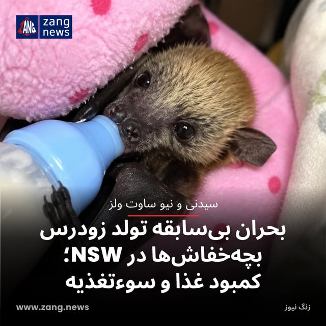 بحران بی‌سابقه تولد زودرس بچه‌خفاش‌ها در NSW؛ کمبود غذا و سوءتغذیه