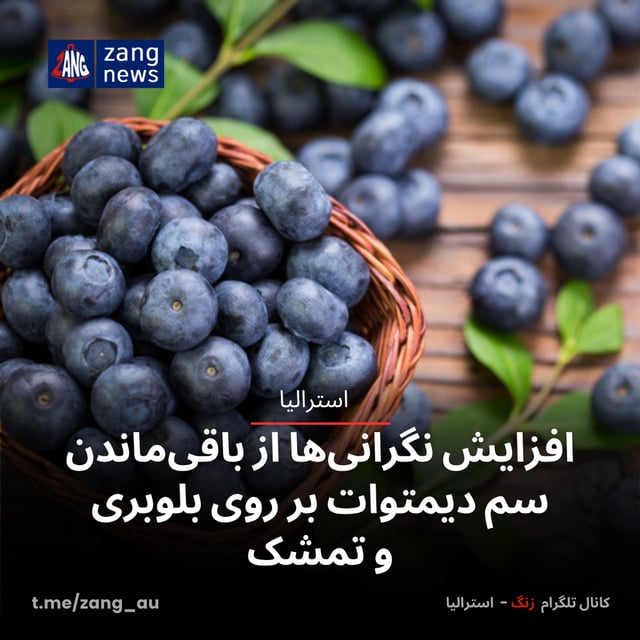 افزایش نگرانی‌ها از باقی‌ماندن سم دیمتوات بر روی بلوبری و تمشک