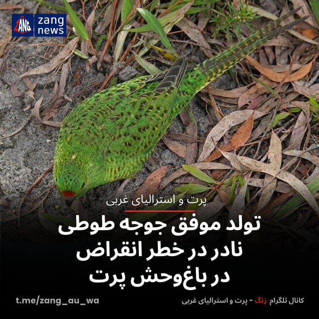 تولد موفق جوجه طوطی نادر در خطر انقراض در باغ‌وحش پرت