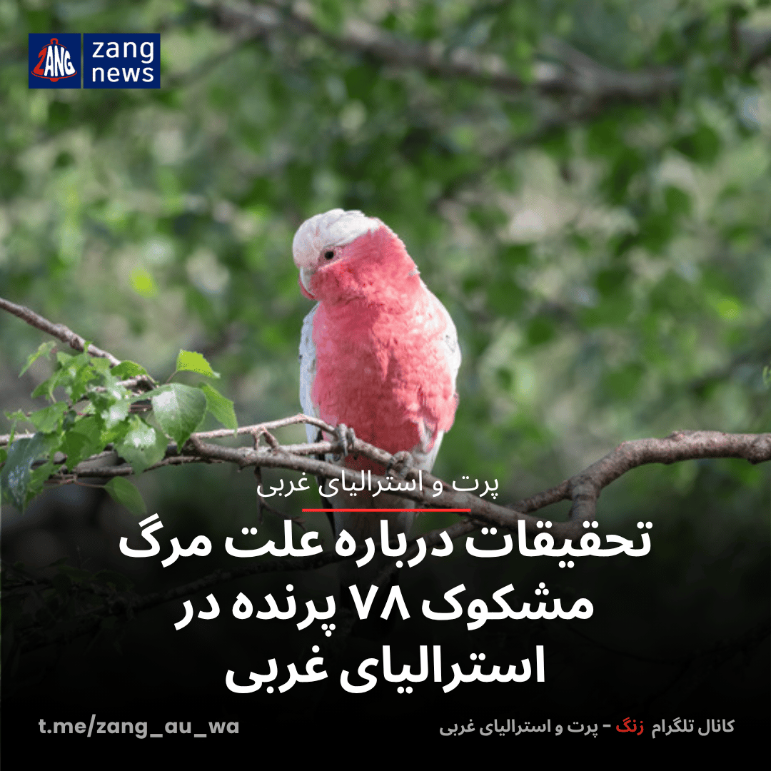 تحقیقات درباره علت مرگ مشکوک ۷۸ پرنده در استرالیای غربی