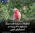 تحقیقات درباره علت مرگ مشکوک ۷۸ پرنده در استرالیای غربی