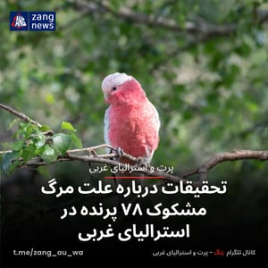 تحقیقات درباره علت مرگ مشکوک ۷۸ پرنده در استرالیای غربی