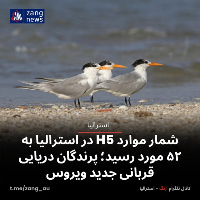 شمار موارد H5 در استرالیا به ۵۲ مورد رسید؛ پرندگان دریایی قربانی جدید ویروس