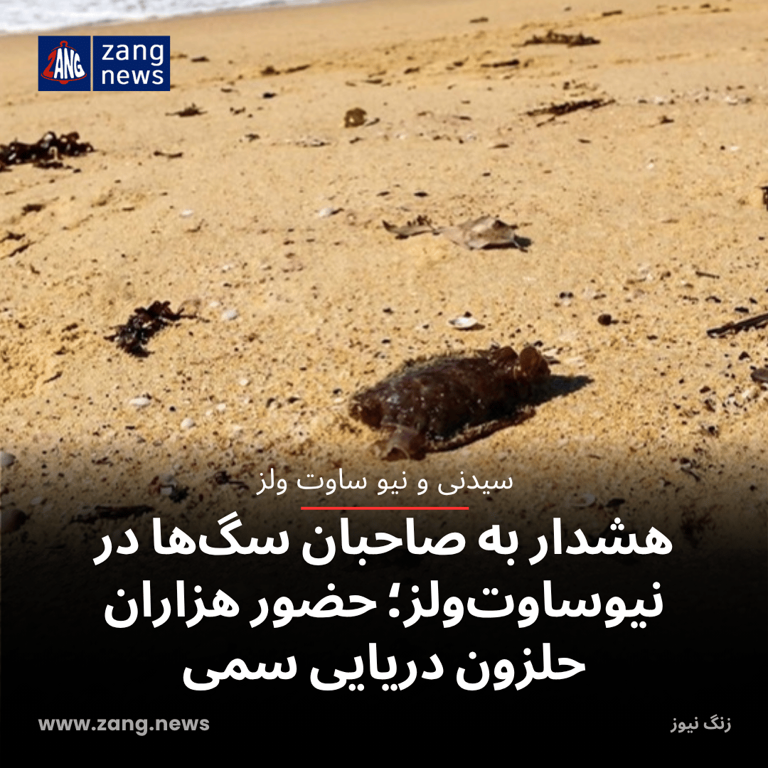 هشدار به صاحبان سگ‌ها در نیوساوت‌ولز؛ حضور هزاران حلزون دریایی سمی