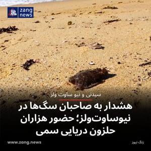 هشدار به صاحبان سگ‌ها در نیوساوت‌ولز؛ حضور هزاران حلزون دریایی سمی