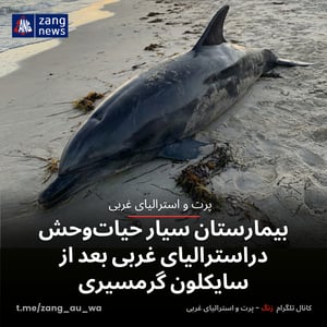 بیمارستان سیار حیات‌وحش دراسترالیای غربی بعد از سایکلون گرمسیری