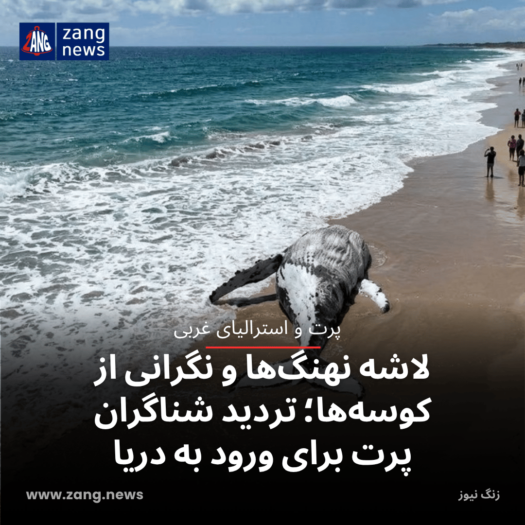 لاشه نهنگ‌ها و نگرانی از کوسه‌ها؛ تردید شناگران پرت برای ورود به دریا