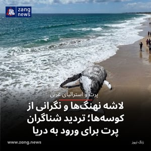 لاشه نهنگ‌ها و نگرانی از کوسه‌ها؛ تردید شناگران پرت برای ورود به دریا