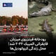 رودخانه فیتزروی میزبان قایقرانی المپیک ۲۰۳۲ شد؛ محل زندگی کروکودیل‌ها