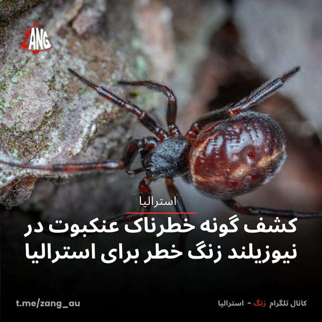 کشف گونه خطرناک عنکبوت در نیوزیلند زنگ خطر برای استرالیا