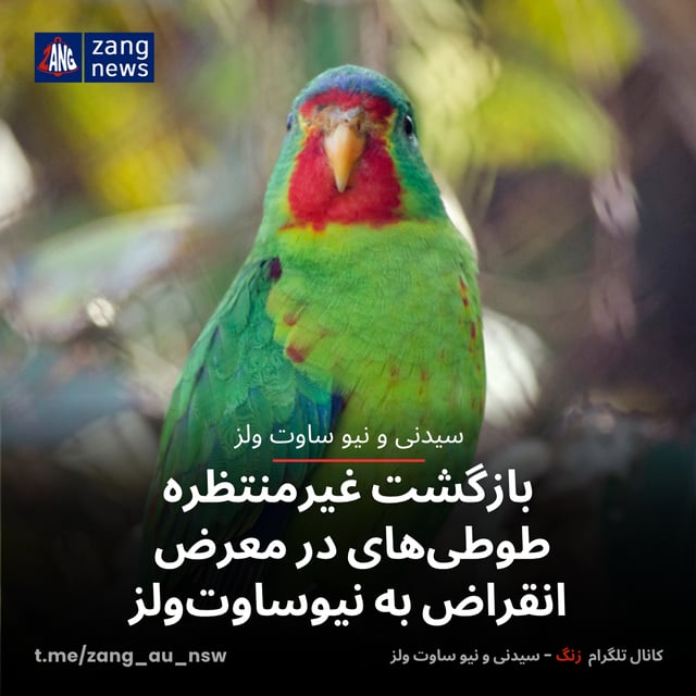 بازگشت غیرمنتظره طوطی‌های در معرض انقراض به نیوساوت‌ولز