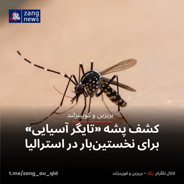 کشف پشه «تایگر آسیایی» برای نخستین‌بار در استرالیا