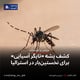 کشف پشه «تایگر آسیایی» برای نخستین‌بار در استرالیا