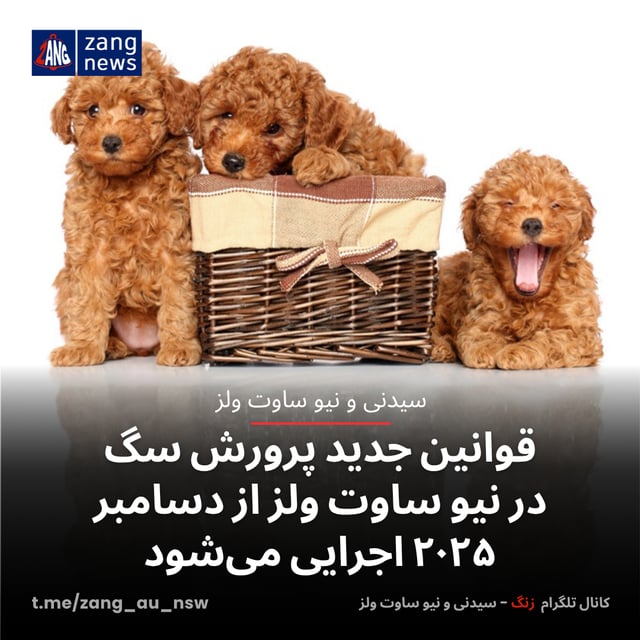 قوانین جدید پرورش سگ در نیو ساوت ولز از دسامبر ۲۰۲۵ اجرایی می‌شود