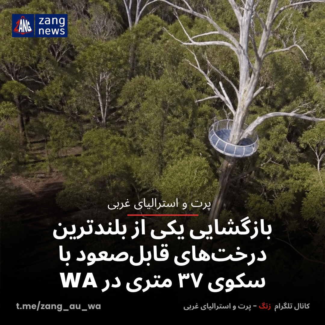 بازگشایی یکی از بلندترین درخت‌های قابل‌صعود با سکوی ۳۷ متری در WA