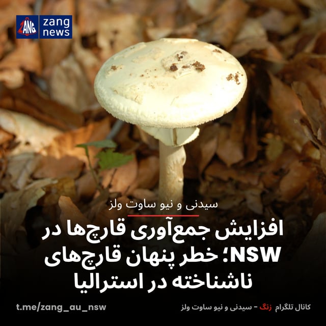 افزایش جمع‌آوری قارچ‌ها در NSW؛ خطر پنهان قارچ‌های ناشناخته در استرالیا